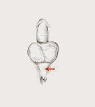 potentiespieren en hun spanning om de potentie te vergroten